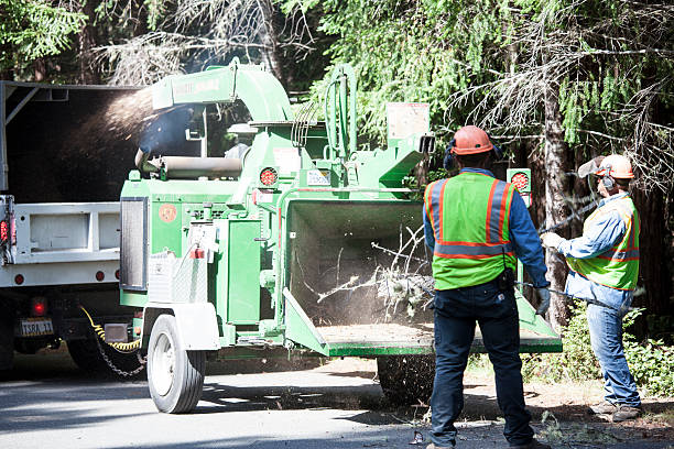 Best Root Management and Removal  in Cresson, PA