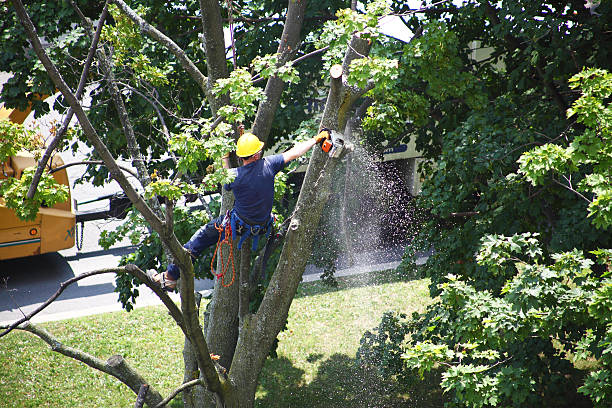 Best Utility Line Clearance  in Cresson, PA